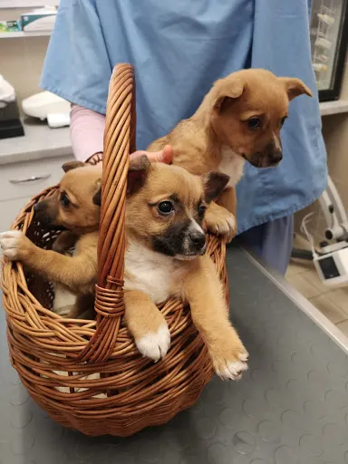 Puławskie Centrum Weterynaryjne